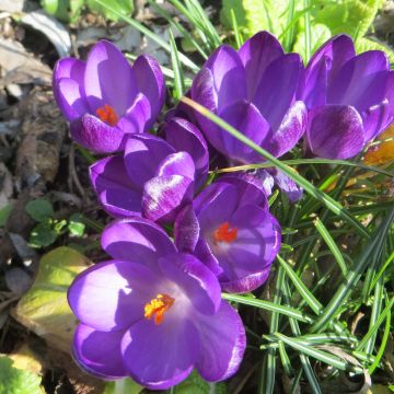 Crocus tommasinianus Ruby Giant - Early Crocus