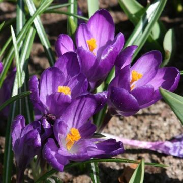 Crocus vernus Flower Record