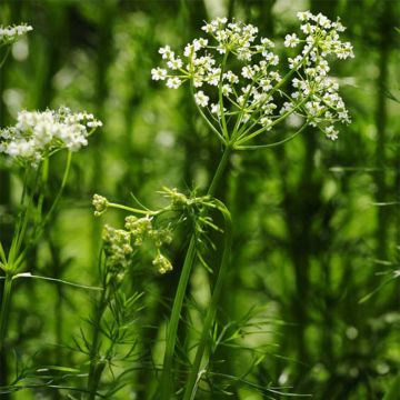 Organic Cumin - Ferme de Saine Marthe seeds - Cuminum cyminum