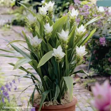Curcuma alismatifolia White - Siam Tulip
