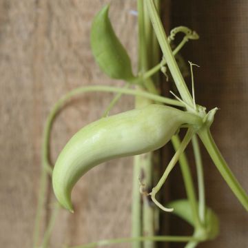 Cyclanthere Caigua Bio - Ferme de Sainte Marthe seeds