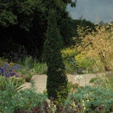 Cupressus sempervirens Totem - Florence Cypress