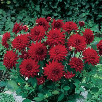 Dahlia Red Pygmy