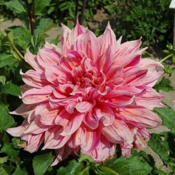 Dahlia Striped Emory Paul