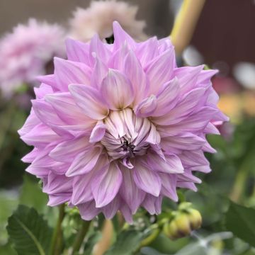 Dahlia Almands Joy