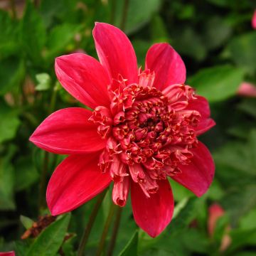 Dahlia Inca