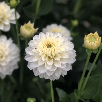 Dahlia Polar Ice