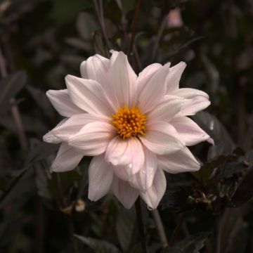 Dahlia Bishop of Leicester