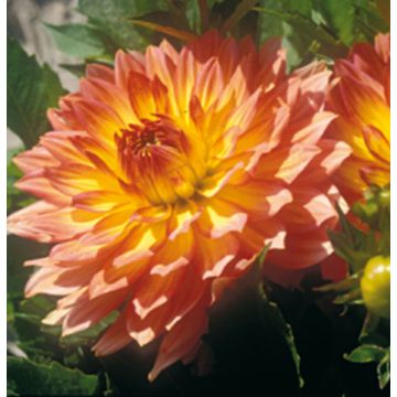 Dahlia Gallery Cobra Obs