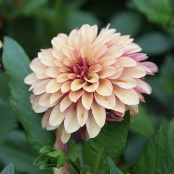 Dahlia Crème de Cognac