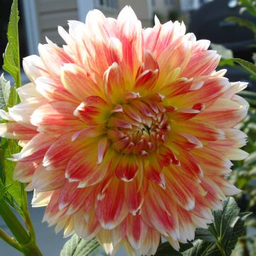 Dahlia Peaches and Cream