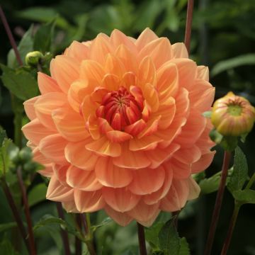 Dahlia Rancho