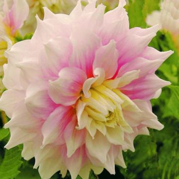 Dahlia Gitts Perfection