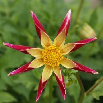 Dahlia Tahoma Moonshot