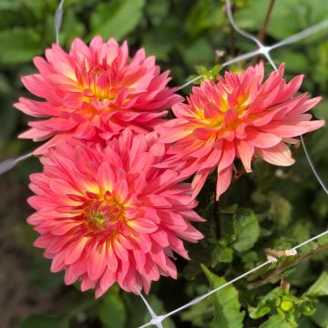 Dahlia Extase