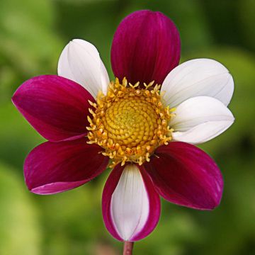 Dahlia Twyning's Smartie