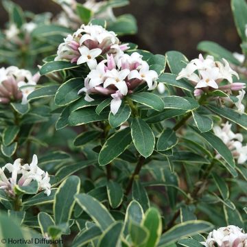 Daphne transatlantica Summer Ice