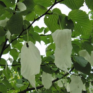 Davidia involucrata - Dove Tree