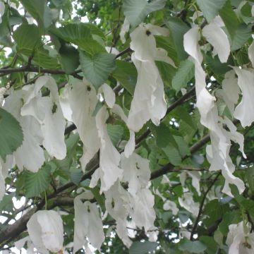 Davidia involucrata Sonoma - Dove Tree