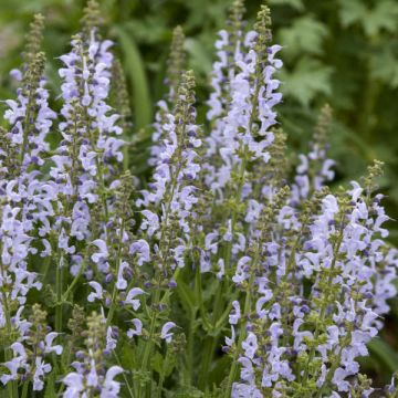 Salvia pratensis Fashionista Vanity Flair - Meadow Sage