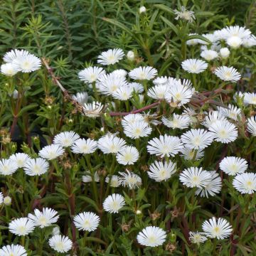 Delosperma Wheels of Wonder White - Ice Plant