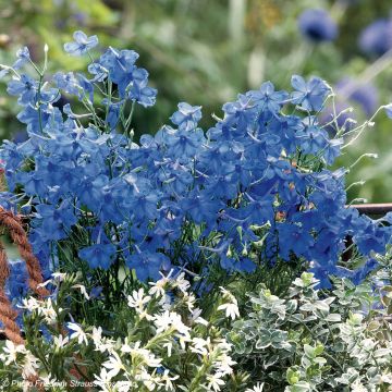 Delphinium Blue Diamonds - Blue Chinese Larkspur seeds