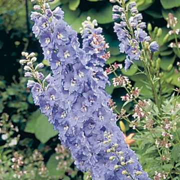 Delphinium Guinevere Group - Larkspur