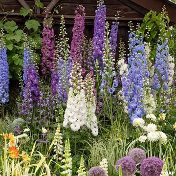 DelphiniumMagic Fountain Mix Seeds - Perennial Larkspur