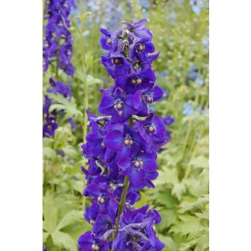 Delphinium Kleine Nachtmusik - Larkspur