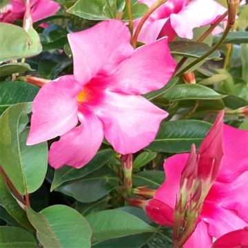 Dipladenia x sanderi Diamantina Opale Fuchsia Flammé - Rocktrumpet