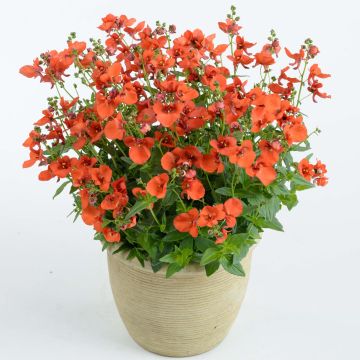 Diascia Breezee Plus Orange