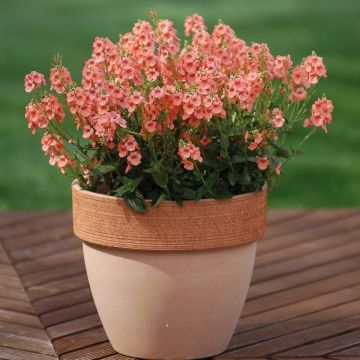 Diascia Sundascia Upright Peach - Twinspur Diascia