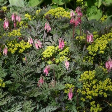 Dicentra Stuart Boothman