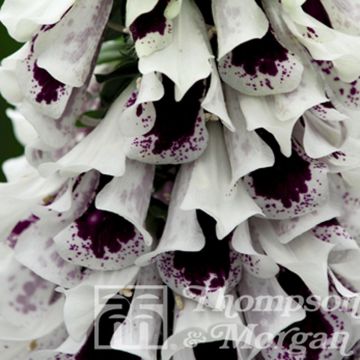 Digitalis purpurea Pam's Split - Foxglove seeds