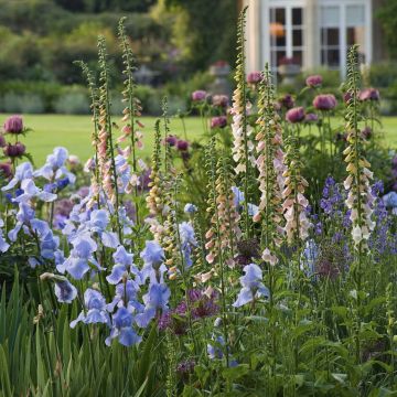 Digitalis purpurea Suttons Apricot - Foxglove