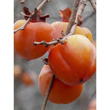 Diospyros kaki Rojo Brillante - Persimmon