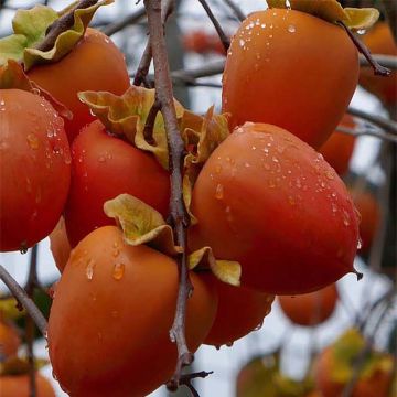 Diospyros kaki Sharon - Persimmon