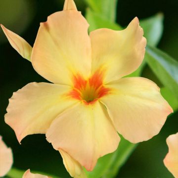 Mandevilla x sanderi Diamantina Emerald Amber Star