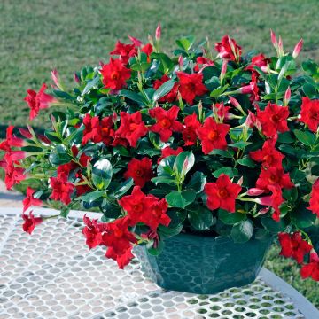 Dipladenia (Mandevilla) (x) sanderi Diamantina® Jade Scarlet