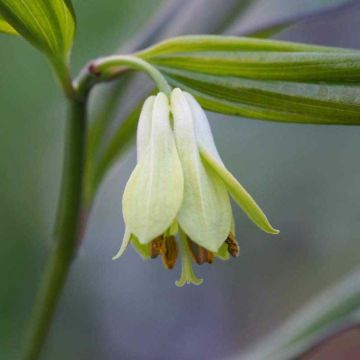 Disporum cantoniense Green Giant