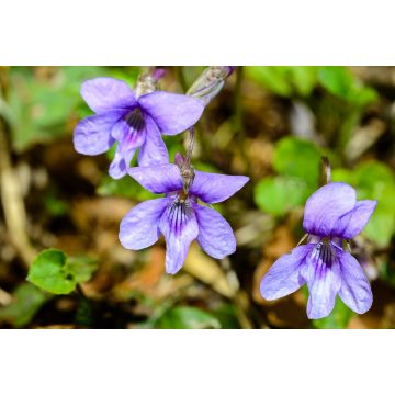 Viola reichenbachiana 