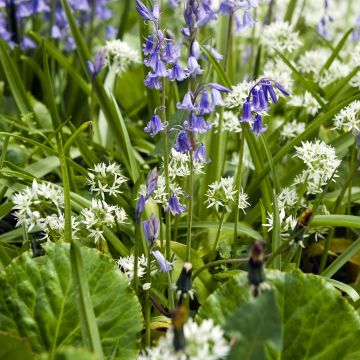 Duo for Naturalizing Wood hyacinth and Wild garlic