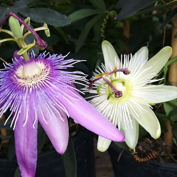 Passiflora Purple Passion and Constance Elliott