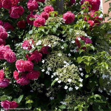 Lace Duo - Laguna Rose + Petiolaris Hydrangea