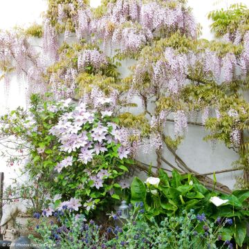 Sweet Duo - Clematis Nelly Moser and Chinese Wisteria in pink