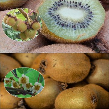Duo of Female 'Hayward' and Male Pollinator 'Atlas' Kiwi Plants