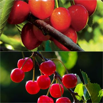 Pair of pollinators for colourful cherry trees with bare roots