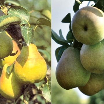 Dwarf pear tree pollinator duo
