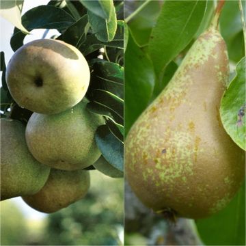 Two reliable pear pollinators, Beurré Hardy and Conference.