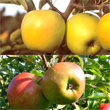 Goblet-trained cooking apple pollinator duo